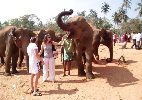Шри Ланка слоны